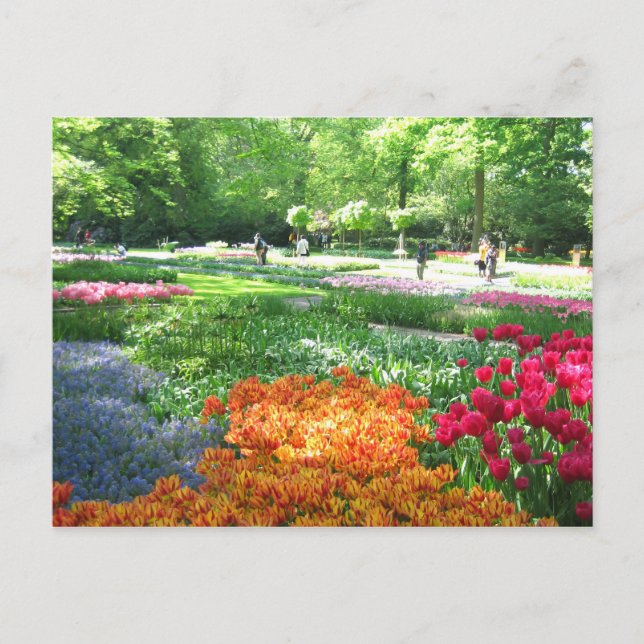 Jardim de Keukenhof - Cartão postal Holandês (Frente)