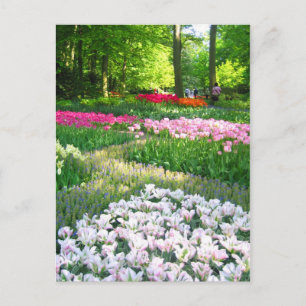 Jardim de Keukenhof - Cartão postal Holandês