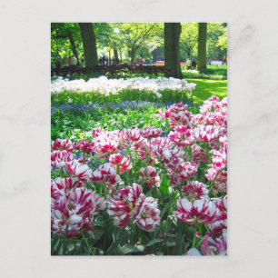 Jardim de Keukenhof - Cartão postal Holandês