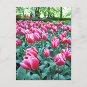 Jardim de Keukenhof - Cartão postal Holandês