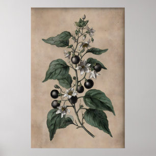 Jardim de Plantas Venenosas Vitorianas, Impressão