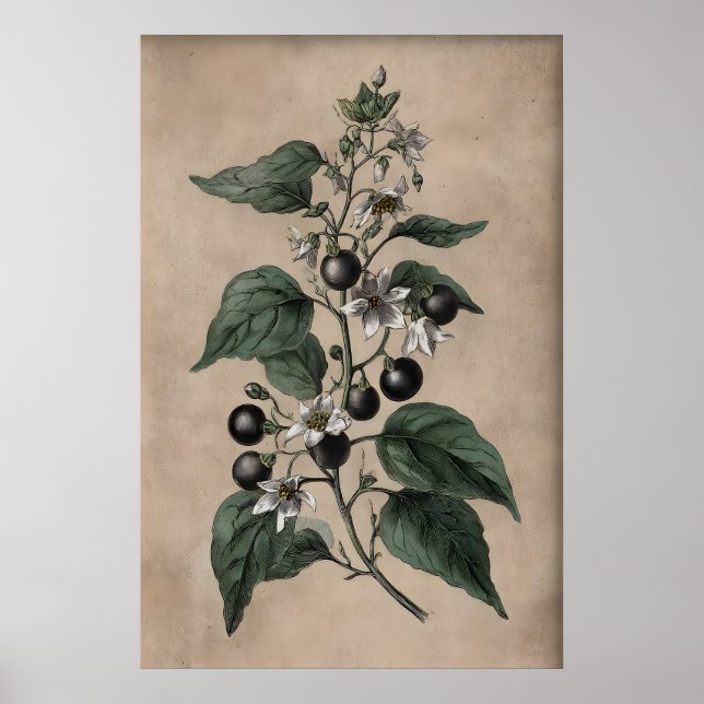Jardim de Plantas Venenosas Vitorianas, Impressão  (Frente)