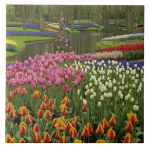 Jardim de tulipas e jacintos, Jardins Keukenhof,