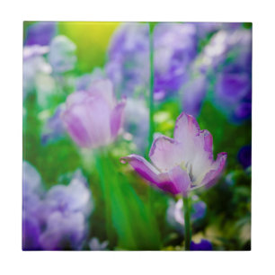 Jardim de tulipas, Giverny, França