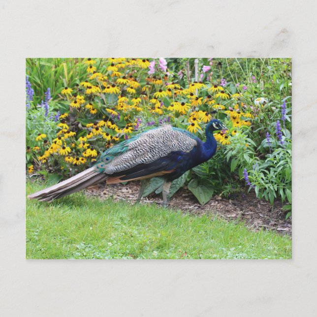 Jardim de Verão com cartão postal Peacock (Frente)