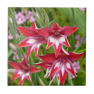 Jardim de Verão de Gladiolas Vermelhas e Brancas