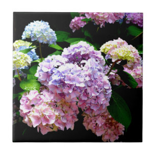 Jardim Hydrangea, rosa, azul, floral roxo