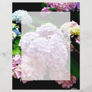 Jardim Hydrangea, rosa, azul, floral roxo