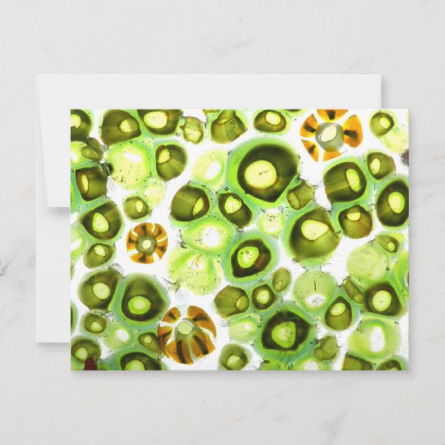 jardim nº 11 (Frente)