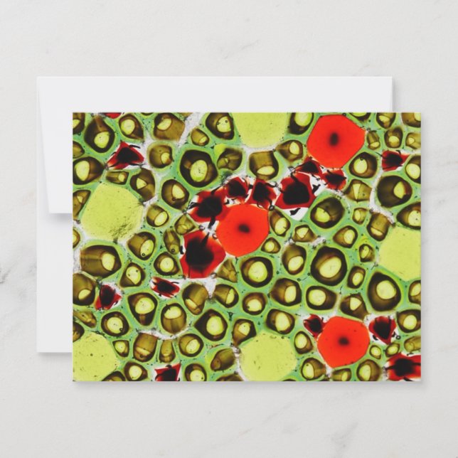 jardim nº 9 (Frente)