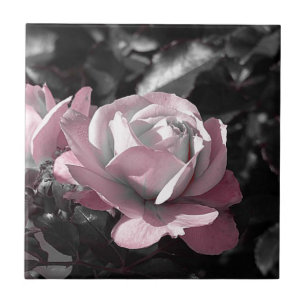 Jardim Rosa Rosa Rosa Rosa Rosa Rosa