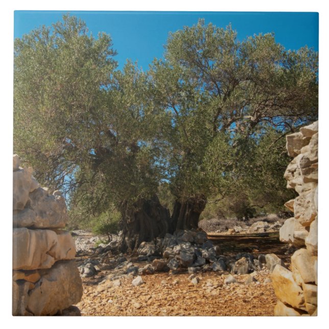 Jardins Olivais de Lun (Frente)