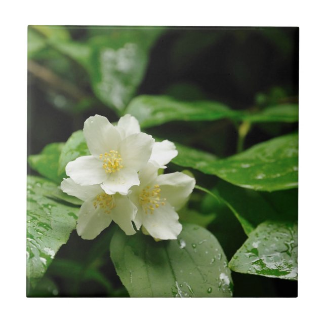 Jasmim sob a chuva (Frente)