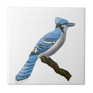Jay azul
