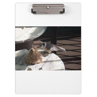 Jay cinzento e prancheta do branco de Bell