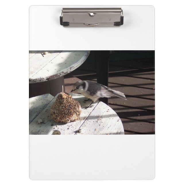 Jay cinzento e prancheta do branco de Bell (Frente)