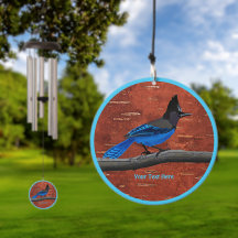 Jay On Inner Birch Latido de Steller