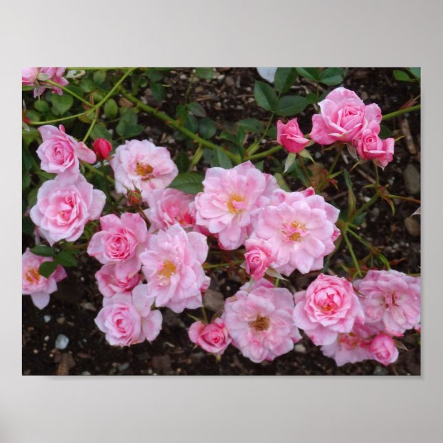 Jeanne LaJoie Rosa nº 1 Poster (Frente)