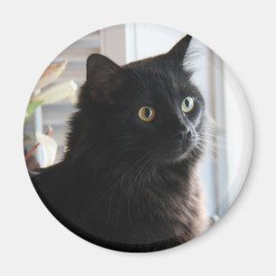 Jelly Bean, o gato de alcaçuz preto, imã