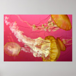 Jelly Fish Poster