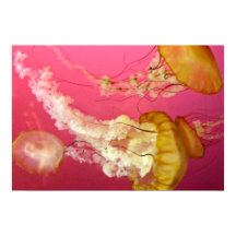 Jelly Fish Poster