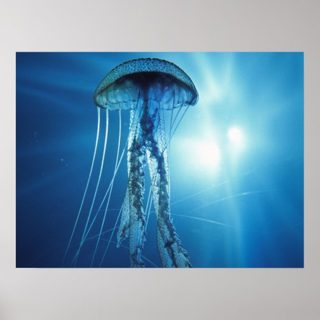 Jelly Fish Poster (Frente)