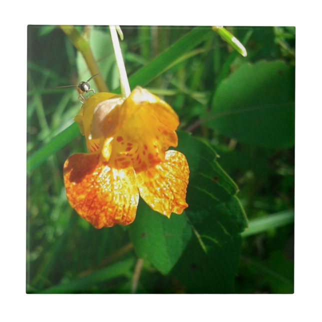 Jewel Weed, Wildflower (Frente)