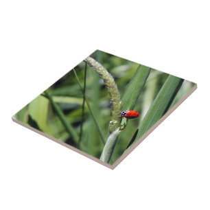 Joaninha (Coccinellidae)