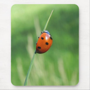 Joaninha em uma lâmina de grama Mousepads