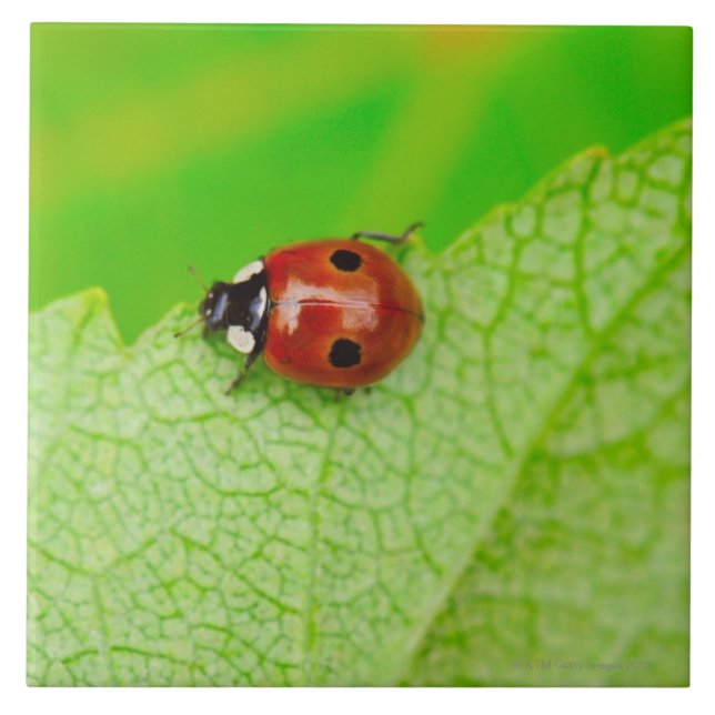 Joaninha que anda através de uma folha (Frente)