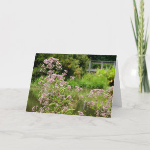 Joe Pye floresce o cartão de nota