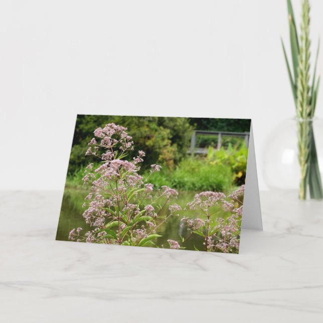 Joe Pye floresce o cartão de nota (Frente)