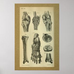 Joelho 1850 do pé do impressão da anatomia do