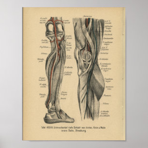 Joelho do pé do impressão da anatomia do alemão