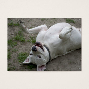 Jogando Dogo Argentino