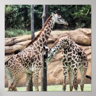 Jogando Girafas Impressão