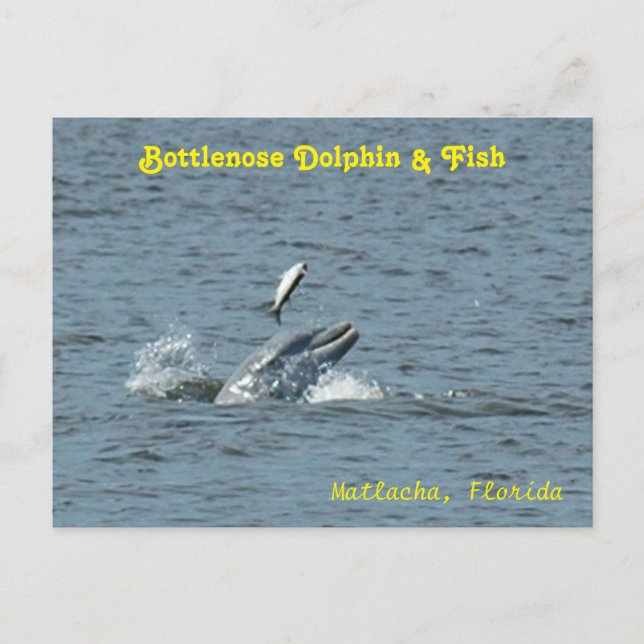 Jogo de golfinhos com cartão postal de peixe (Frente)