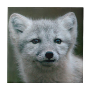 Jogo do Fox ártico das imagens de Getty
