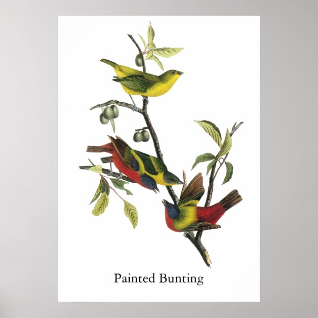 John Audubon Painted Bunting Impressão (Frente)