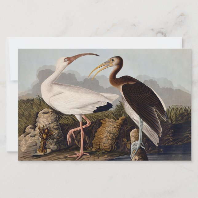 John James Audubon White Ibis Bird Print Classic (Frente)