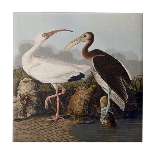 John James Audubon White Ibis Bird Print Classic (Frente)