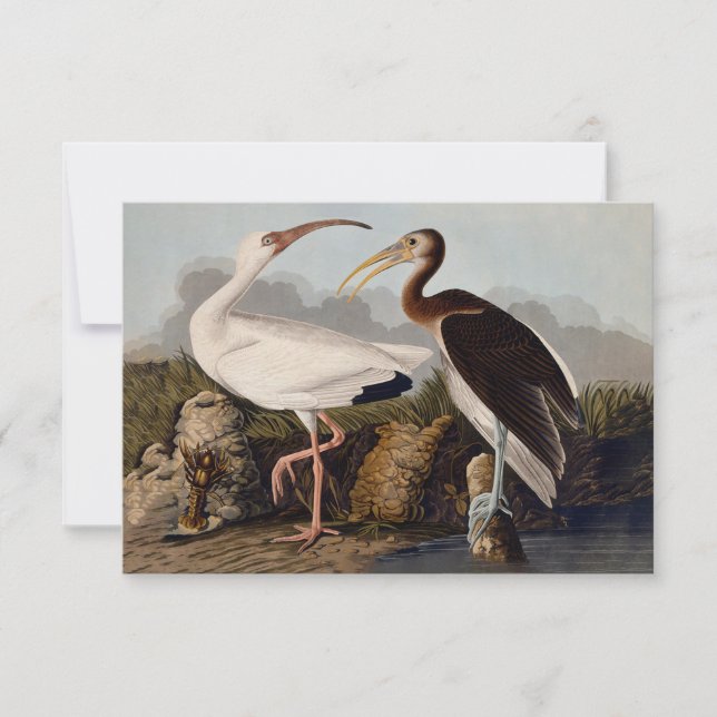 John James Audubon White Ibis Bird Print Classic (Frente)