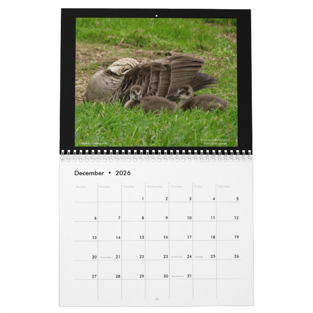 Joias do Havaí Calendário de 2021 (Dez 2026)