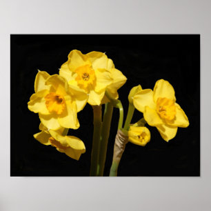 Jonquil Flowers Poster