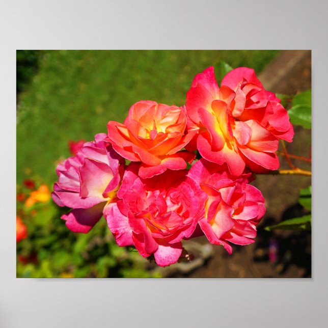 Joseph’s Coat Rose #1 Poster (Frente)