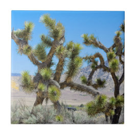 Joshua Tree na Califórnia