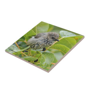 Jovem Bushtit Mole e Bonita Songbird em Laurel