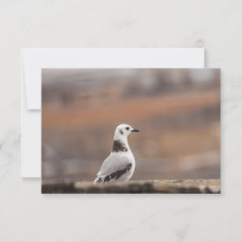 Jovem Cartão com fotos Natural de Seagull