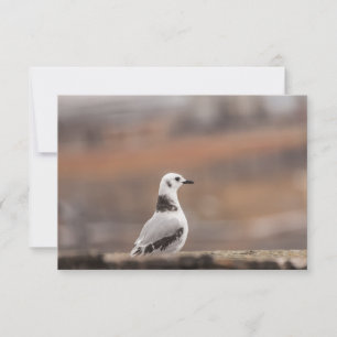 Jovem Cartão com fotos Natural de Seagull