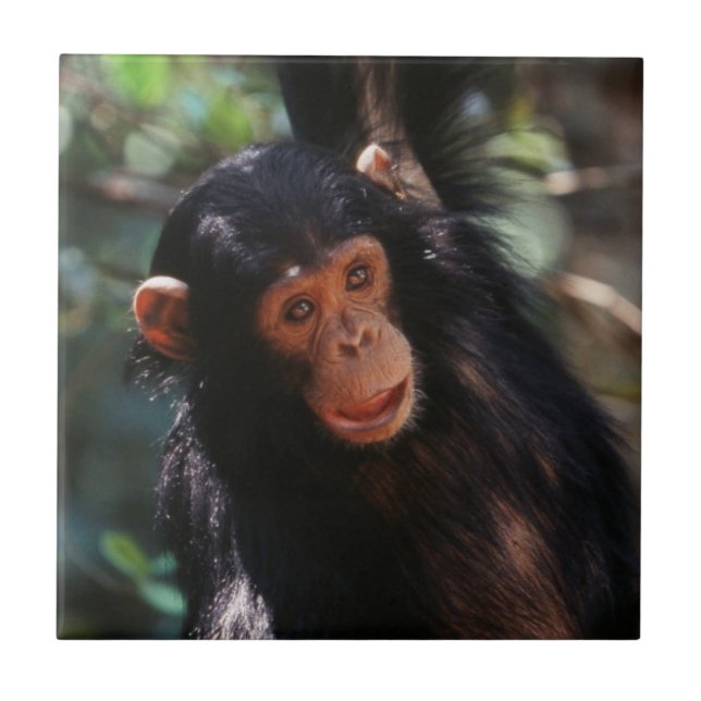 Jovem Chimpanzé (Frente)